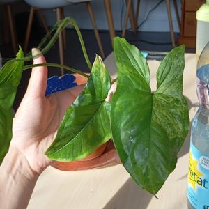 Plante
