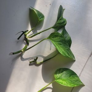 Boutures de pothos