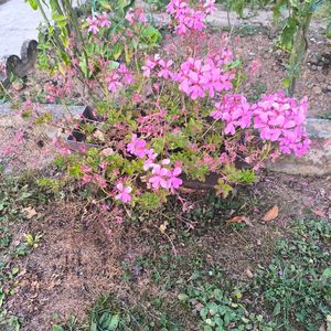 Jardinière plante