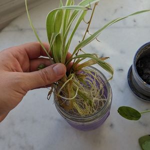 Pilea, monstera et plante araignée 