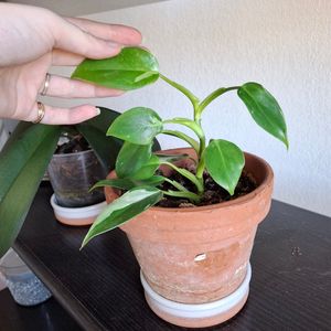 Philodendron white princess 