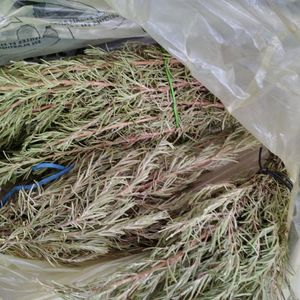 Gros bouquet de romarin bio séché 