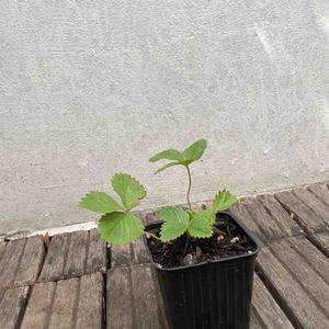 Plant de fraises des bois 1