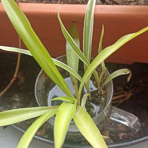 Boutures Chlorophytum