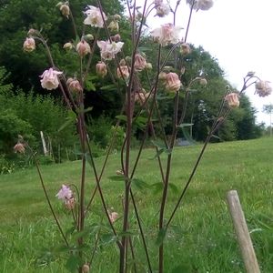 des jeunes plants d'ANCOLIE