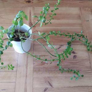 Plante Kalanchoé de blossfeld