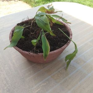 Nombreuses racines de muguet rose et blanc 