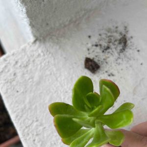 sedum dendroideum
