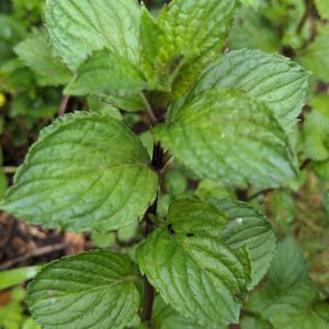 Cutt menthe chocolat 