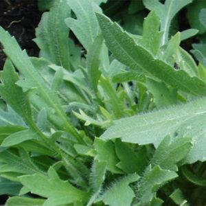 Gaillarde 