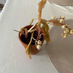 Muguet à planter en terre 