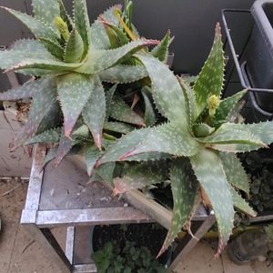 Plantes diverses 