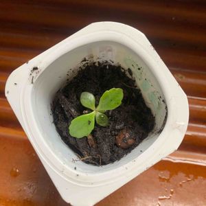 Petite bouture Kalanchoé 
