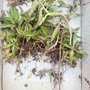 Kalanchoe daigremontiana a planter