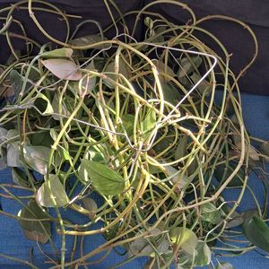 Bouture de pothos 