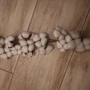 Branche de coton 