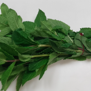 menthe bottes