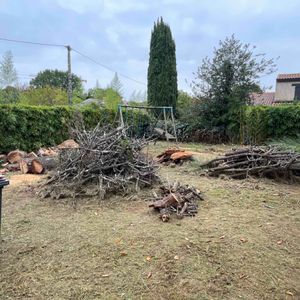 Bois de pin parasol (résineux)