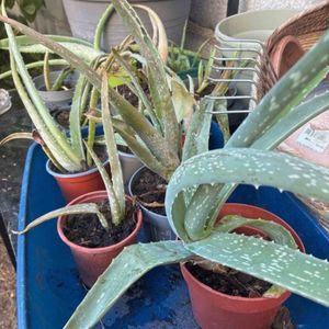Repousse d'aloe Vera 