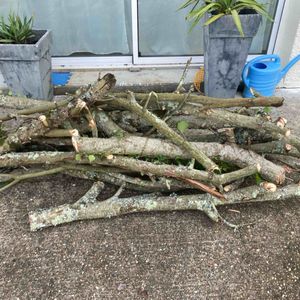 Bois de saule à faire sécher 