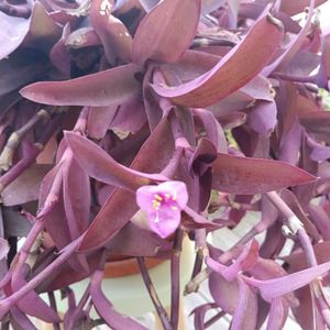 Don boutures misère pourpre 