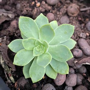 Bouture réservée Alexandra 