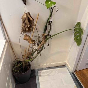 Plante en fin de vie…