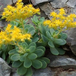 Bouture de Sedum palmeri 
