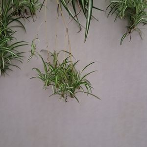 Boutures de plante verte bicolore jaune/vert