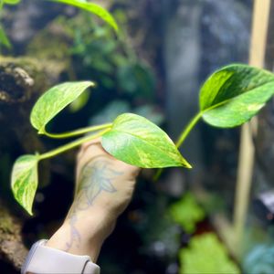 🌱 bouture de Photos Doré