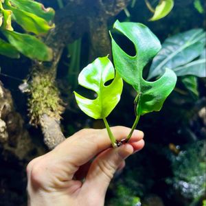 🌱 Bouture de Monstera Deliciosa