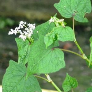 Urgent - épinards perpétuel sarrasin vivace 