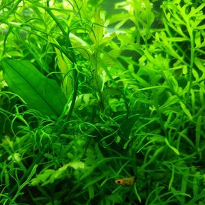 Plante aquarium 