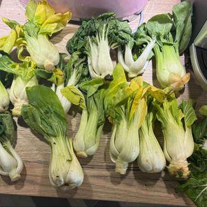 Chou Pak Choi 🥬 