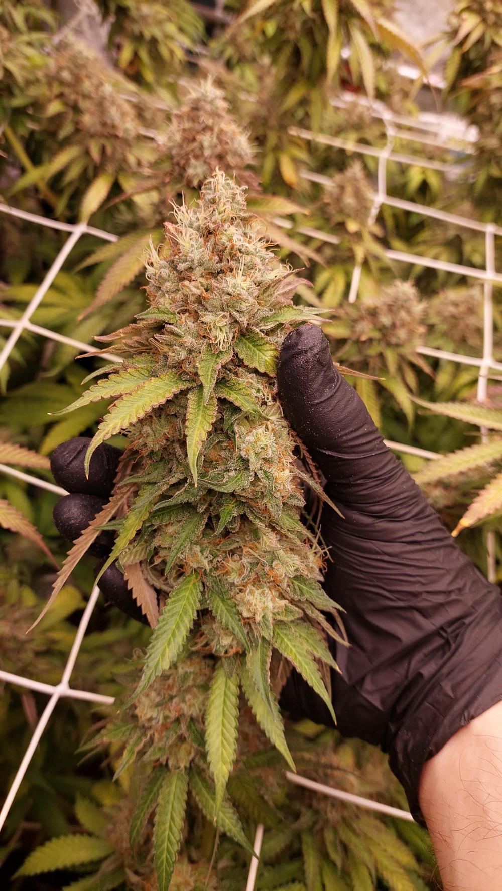 Ice Ice Baby - Frosty Hash Genetics