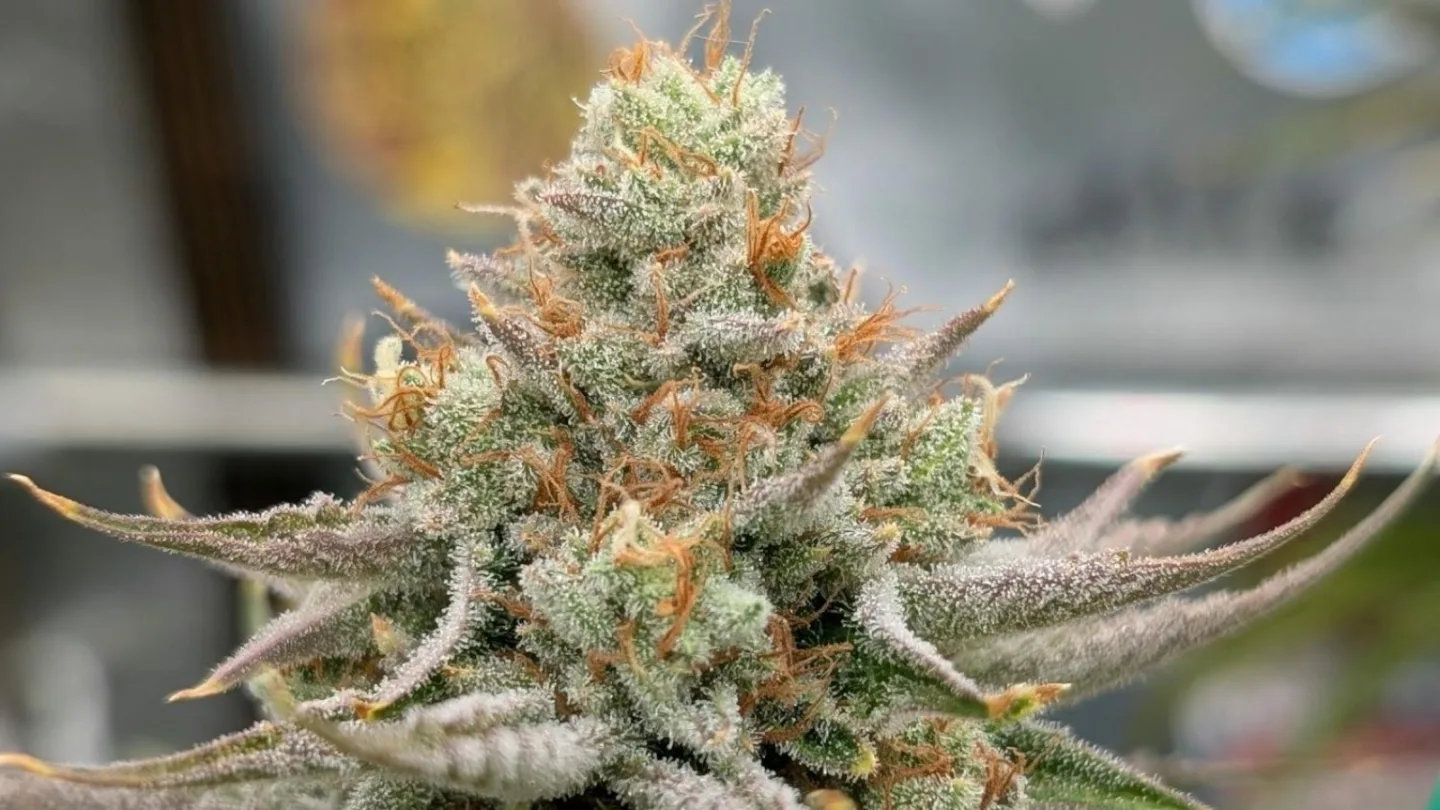 InHouse trichome makers