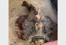 Счастливые новости из водного мира: рыба как на дрожжах! 🐟 - новости