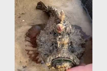 Счастливые новости из водного мира: рыба как на дрожжах! 🐟 - новости