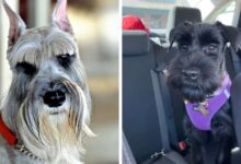 Собака на вершине мира: когда ваш питомец — реальный экстремал! 🐕✈️ - новости