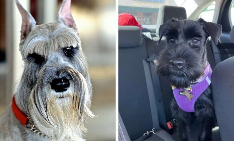Собака на вершине мира: когда ваш питомец — реальный экстремал! 🐕✈️ - новости