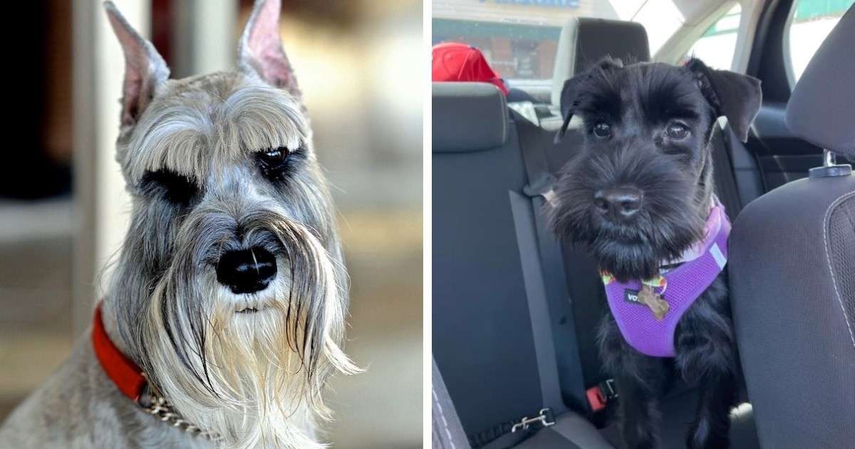 Собака на вершине мира: когда ваш питомец — реальный экстремал! 🐕✈️ - новости