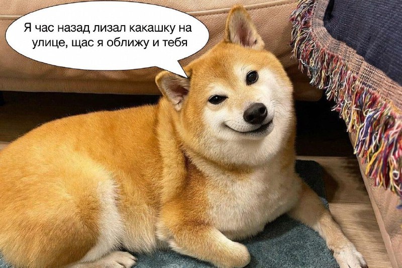 Роковой «лизь» судьбы: как безобидная нежность питомца превратила британку в стойкого оловянного солдатика