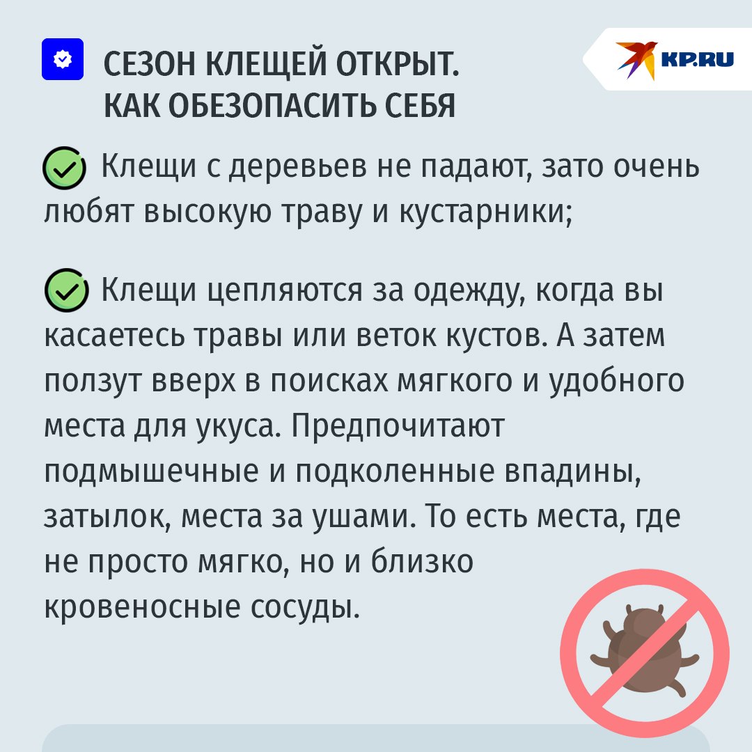 Клещ на коже человека на фоне весеннего леса