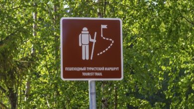Деревья в лесу, прокачивающие наш интеллект