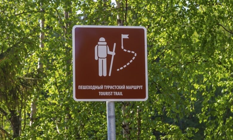Деревья в лесу, прокачивающие наш интеллект