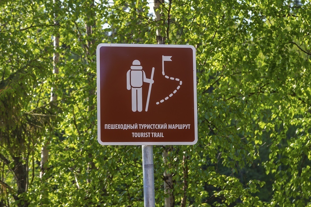 Деревья в лесу, прокачивающие наш интеллект