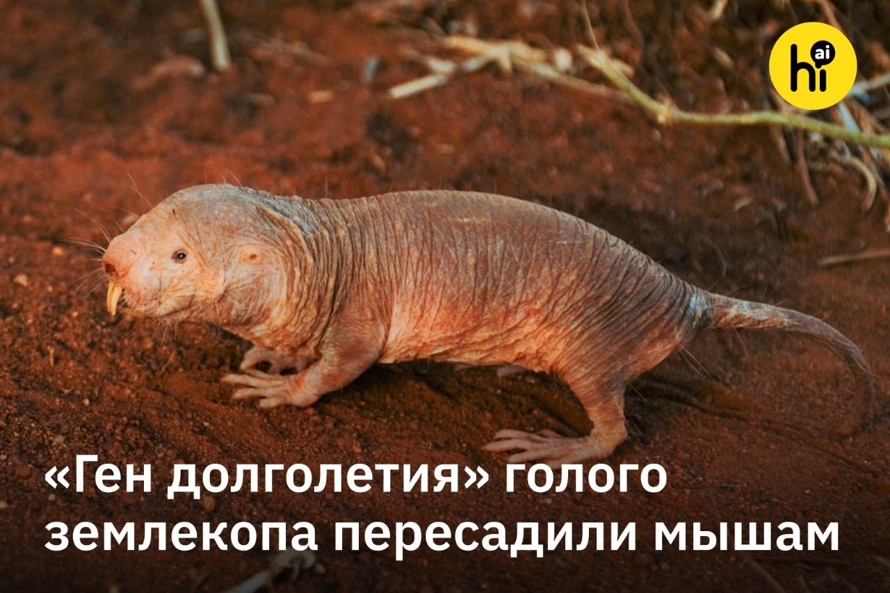 Голый землекоп и мыши с эликсиром долголетия