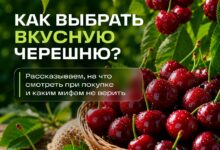 Чашка свежей черешни на фоне зелёных листьев