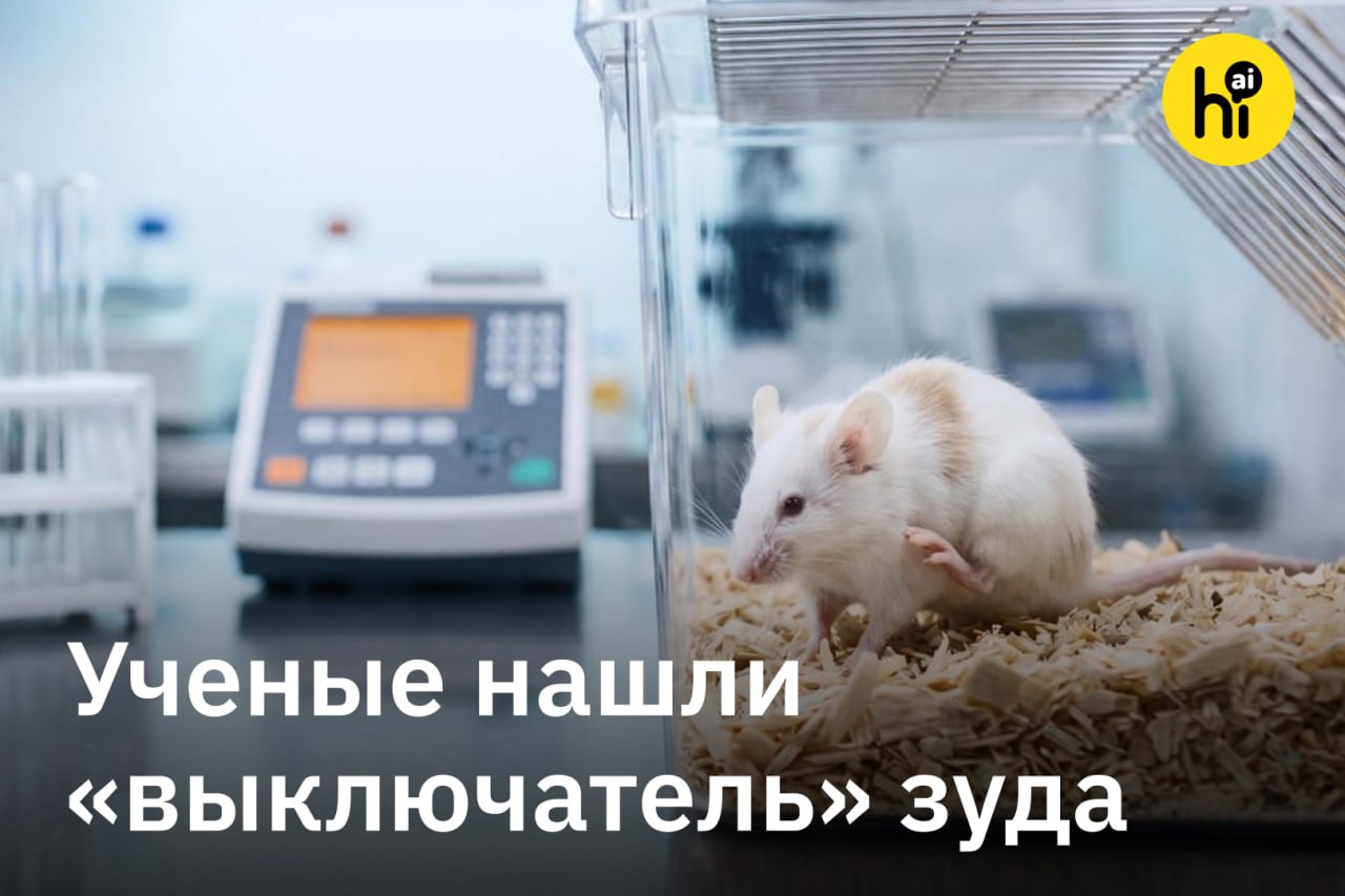 Исследование бельгийских ученых о лечении чесотки