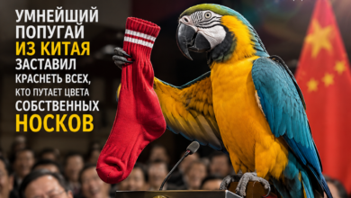Попугай, демонстрирующий свои способности к распознаванию цветов